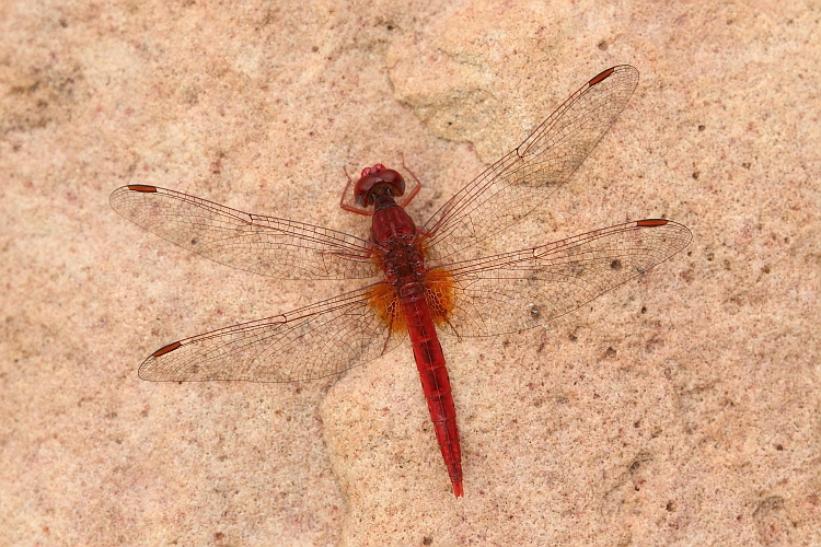 Crocothemis sanguinolenta (Small Scarlet) male 1.JPG